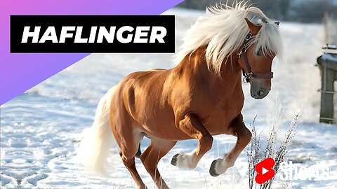 Haflinger 🐴 One Of The Most Beautiful Horses In The World #shorts #haflinger #horse