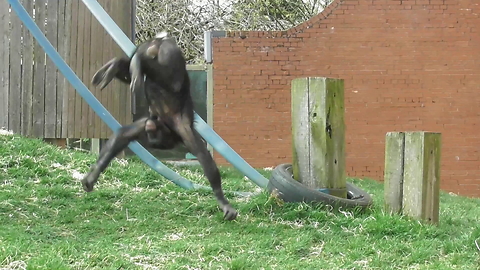 The original bonobo ape Monki Flip video