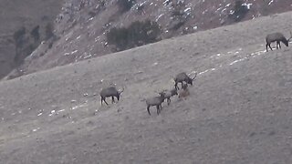 FEEDING TIME! BULL ELK HANGING TOGETHER!