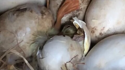 Gosling hatching under mother goose #pilgrimgeese ##gosling