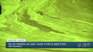Task force discusses ways to combat algae issues in South Florida