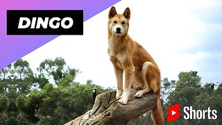 Dingo 🦊 One Of The Cute and Dangerous Animals In The World #shorts