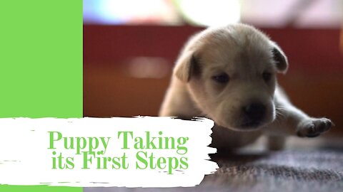 Puppy taking its first steps.