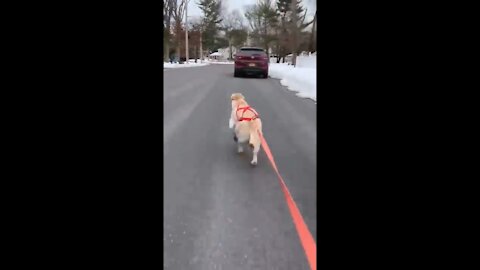 Very fast Dog running traning