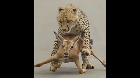 A young cheetah makes its first kill #shorts /#wildlife