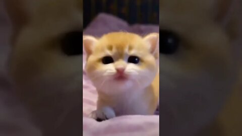 Cutest Tiktok Cat 🐈#cute #funnyanimals #funnyvideos #tiktok #cat 2022