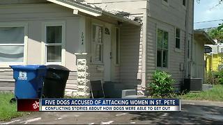 Five pit bulls bite two people in St. Pete