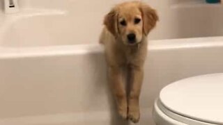Curious dog gets stuck in bathtub