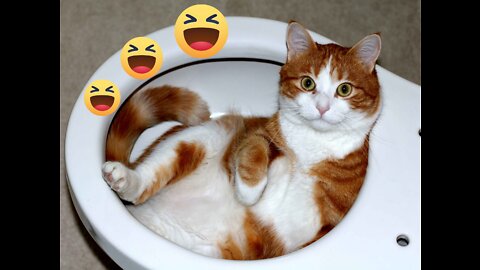 Naughty 🤣funny 😍😘cats compilation-5 l Try not to laugh l Popcorn FUN Clips #Funnycats