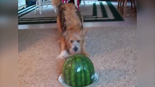 A Dog Barks At A Watermelon