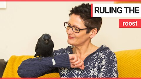 Jackdaw dumped in back garden by a seagull nursed back to health by family