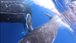 Une baleine et son petit s'approchent de plongeurs en Polynésie