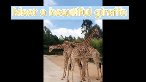 Mild-tempered giraffe!