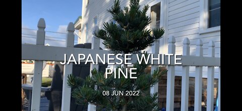 Japanese White Pine