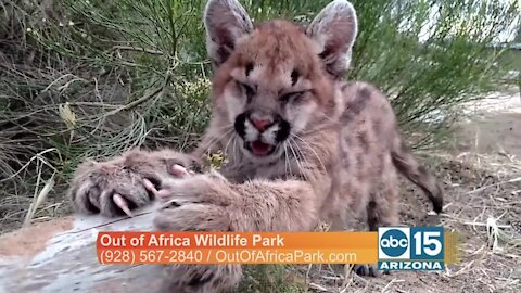 Out of Africa: Meet Sage the mountain lion!