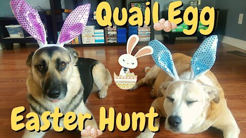 Quail Egg Easter Hunt For My Gerberian Shepsky and Lab\Pitbull Mix