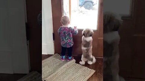 Cute Baby Playing With Dogs Compilation - Dogs and Cats Playing