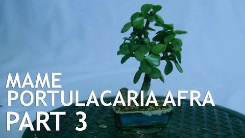 Portulacaria Afra (Update from the 2020 Mame Challenge) Part 3