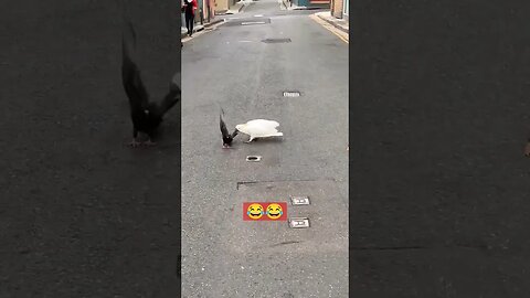 Cockatoo Vs Pigeons 😂😂 l Funny Fight l #shorts l @BikisAviary
