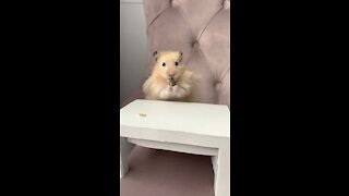 Super Fluffy Hamster With A Tiny Table Made Myself