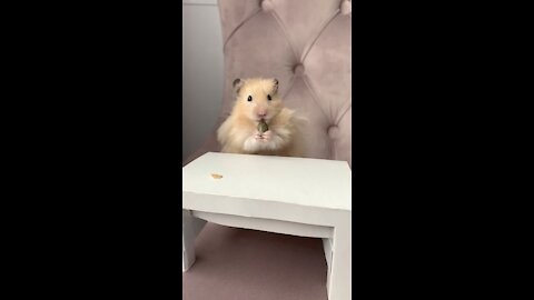 Super Fluffy Hamster With A Tiny Table Made Myself