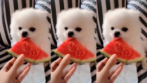 Kitten Eating Watermelon Meme