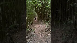 Bamboo Forest Hike Hawaii 🤙