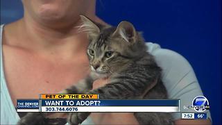 Pet of the day for July 8th - Ranger the kitten