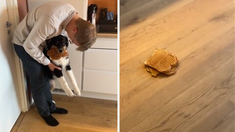 Mischievous pup steals waffles from the kitchen counter