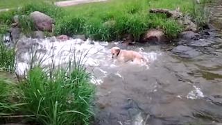 Dog Goes Fishing In A Pond