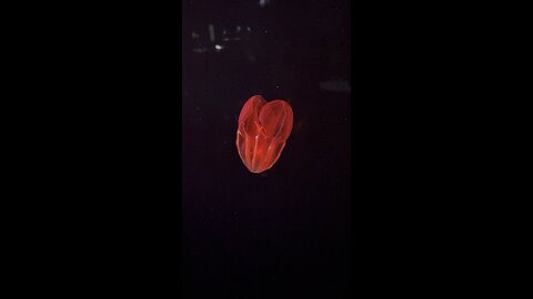 Blood belly comb jelly