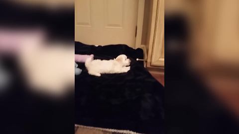 Puppy Dog Barks At And Plays With A Spring Door Stop