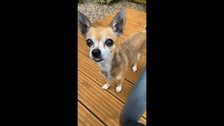 Chihuahua doing tricks