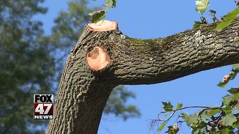 Lansing neighborhood fed up with BWL tree trimming