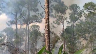 Prescribed burns to slow wildfires
