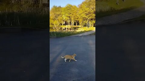 Drone playing with cat #fun #cat #drone