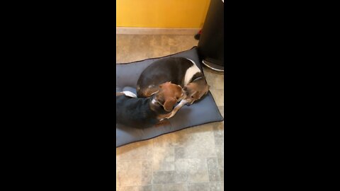 Napping beagles.