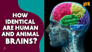 How different is human brain from animal brain? *