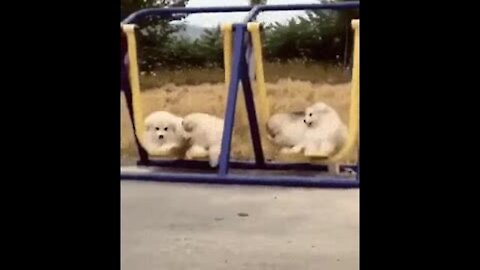 Puppies play with a swing