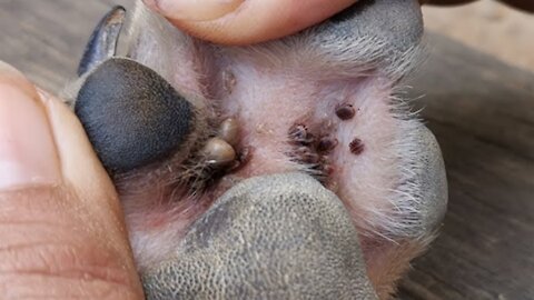 Remove ticks from paws, Puppies with Loeun help poor puppy
