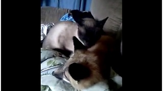 Siamese cat and red fox share rare animal friendship