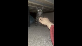 Wednesday whiskers with SPH featuring Hazel under the bed. #funnyvideos #funny #tinyhands #cats