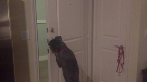 A Dog Opens A Front Door And Tries To Sneak Out