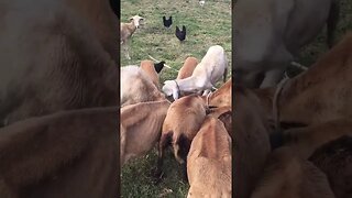 Feeding the herd ..