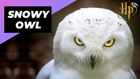 Snowy Owl - In 1 Minute! 🦉 Hedwig In Real Life #shorts