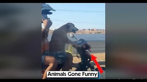 Animals Gone Funny