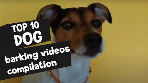 TOP 10 dog barking videos compilation