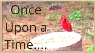 Vermont Disney Princess Backyard I: Stud's Big Day - Cardinal Couple VS. Bluejay Stand Your Ground!