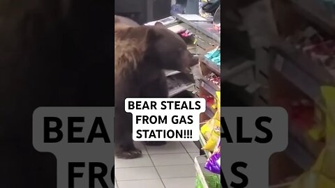 BEAR STEALS FROM GAS STATION!!!