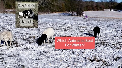 What is the BEST ANIMAL to Keep Through WINTER?